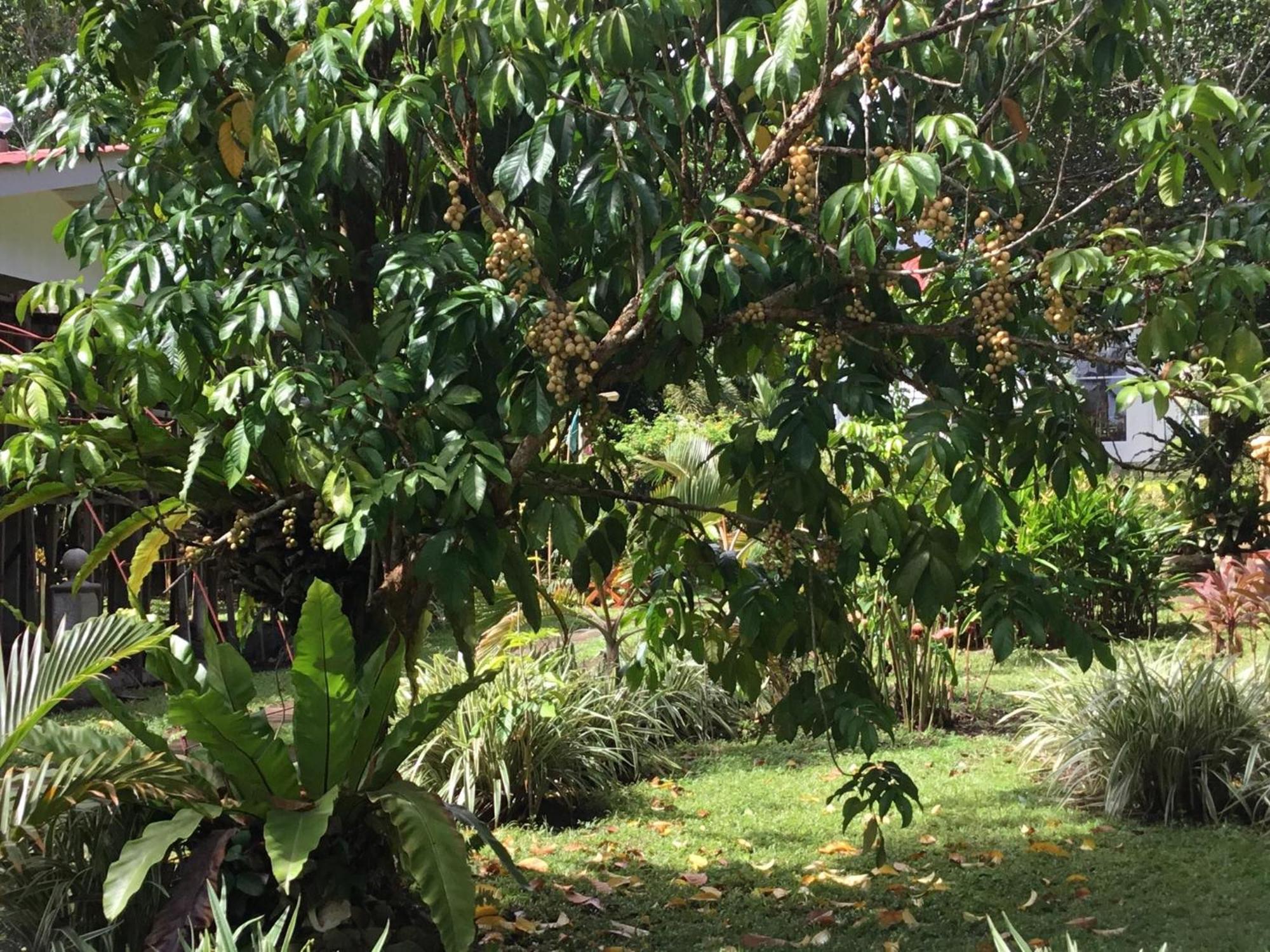 ממבג'או Camiguin Lanzones Resort מראה חיצוני תמונה